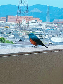 青い鳥01